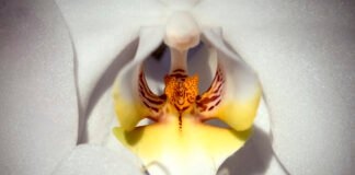 Exposition : Au cœur du minuscule Exposition macrophoto Au cœur du minuscule — Objectif Déclic
