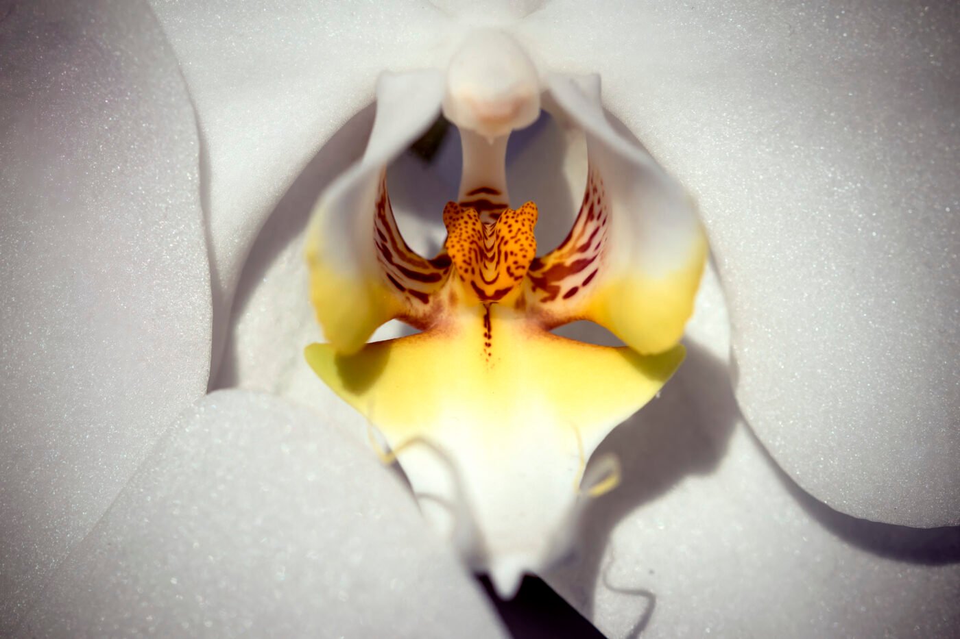 Intimité florale — Fabien HEUVET