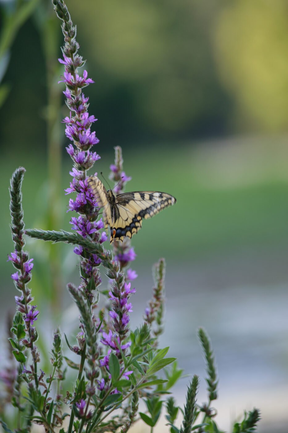 Le papillon est une fleur volante — Melanie FIEVET