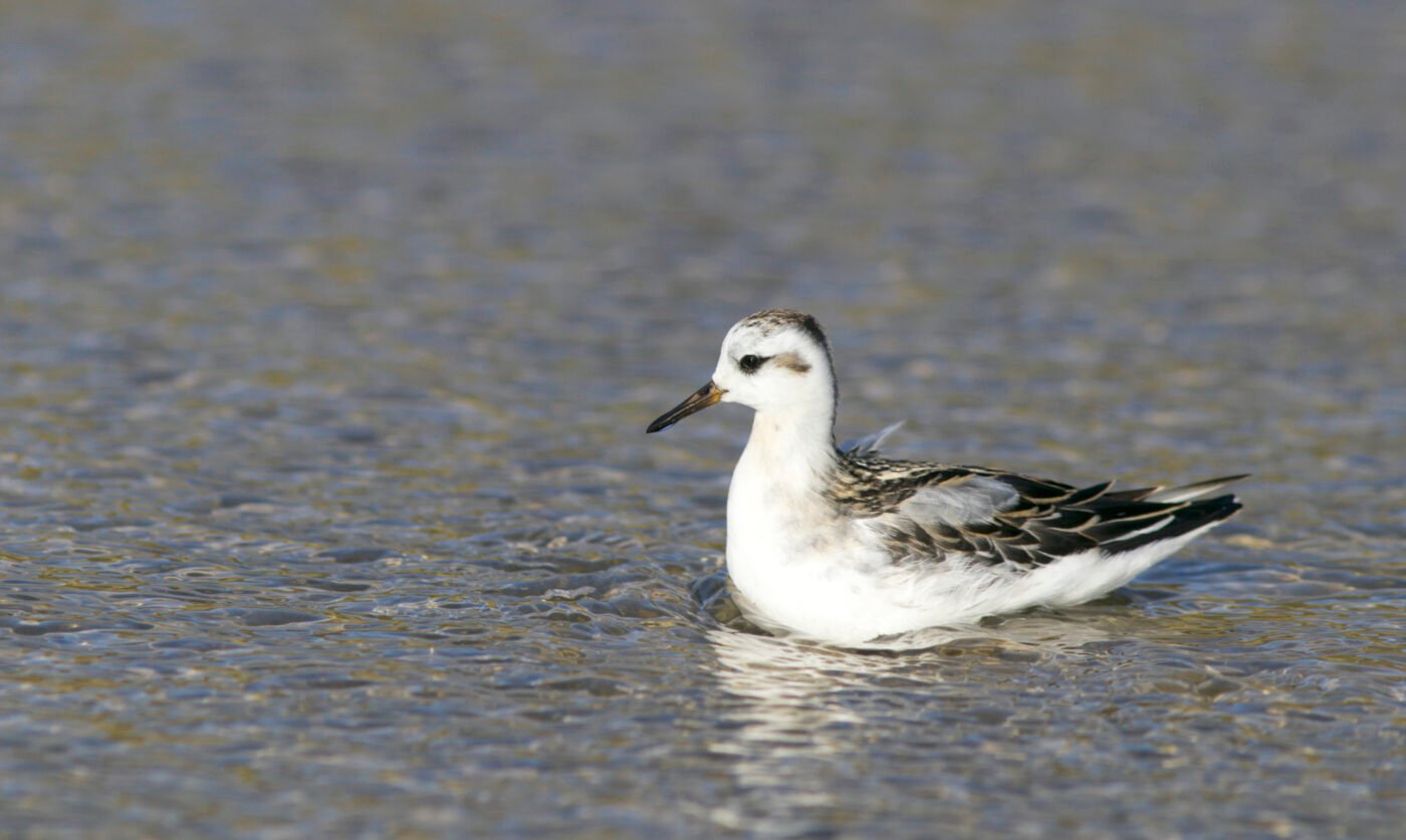 faune — HERVE AUREGAN