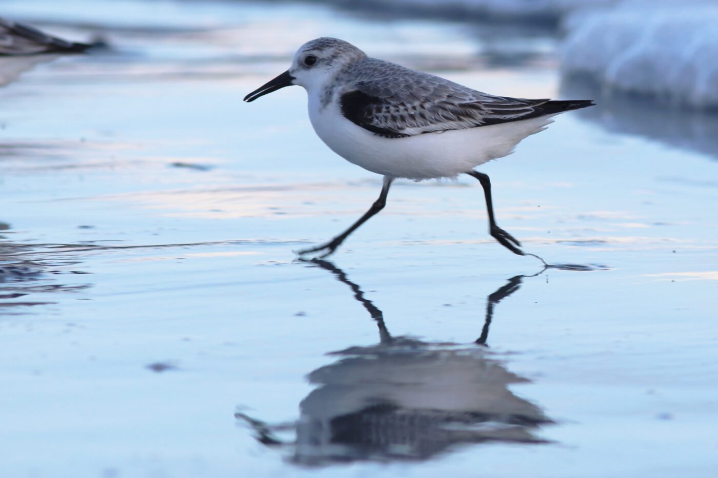 bécasseau sanderling . Plougrescant — HERVE AUREGAN