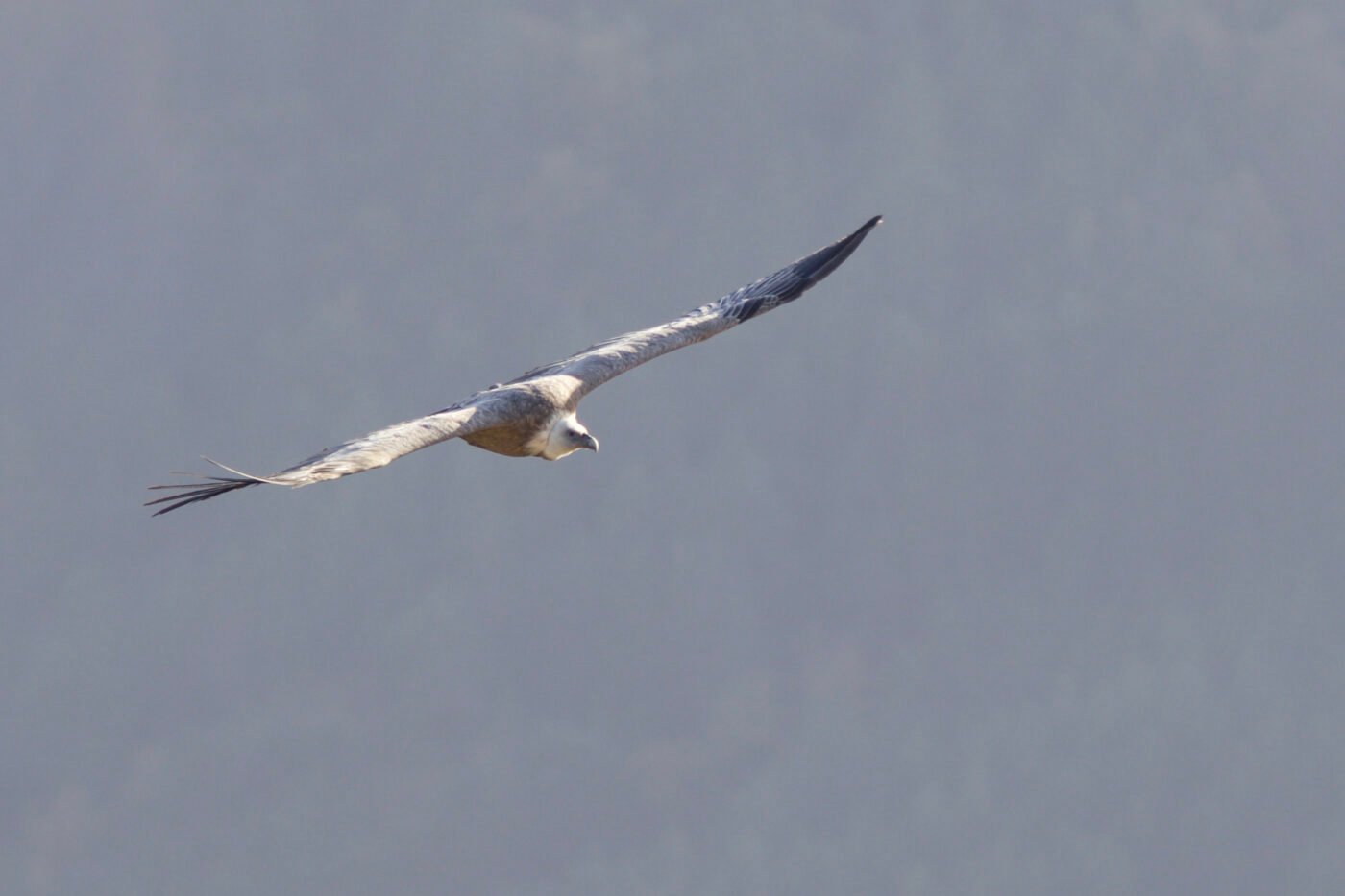 Vautour Fauve . Les baronnies — HERVE AUREGAN
