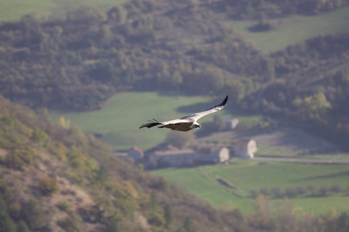 faune — HERVE AUREGAN