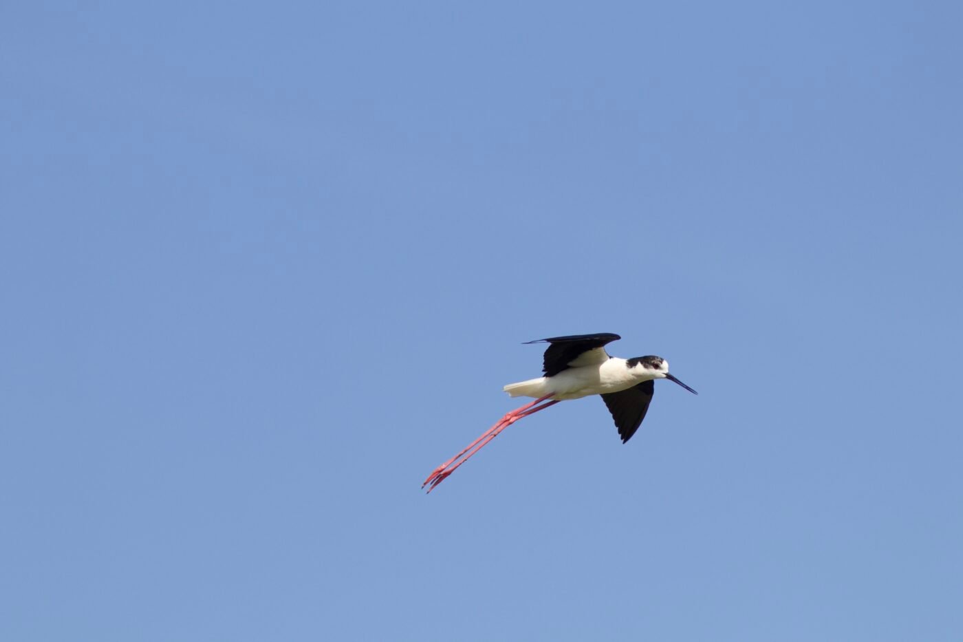 faune — HERVE AUREGAN
