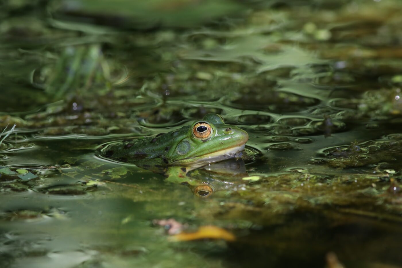 faune — HERVE AUREGAN