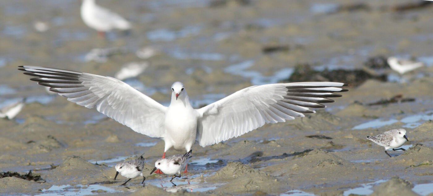 faune — HERVE AUREGAN