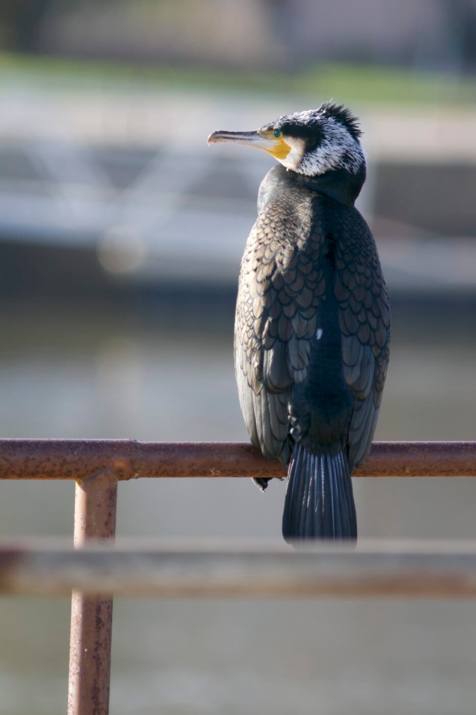 Faune — HERVE AUREGAN