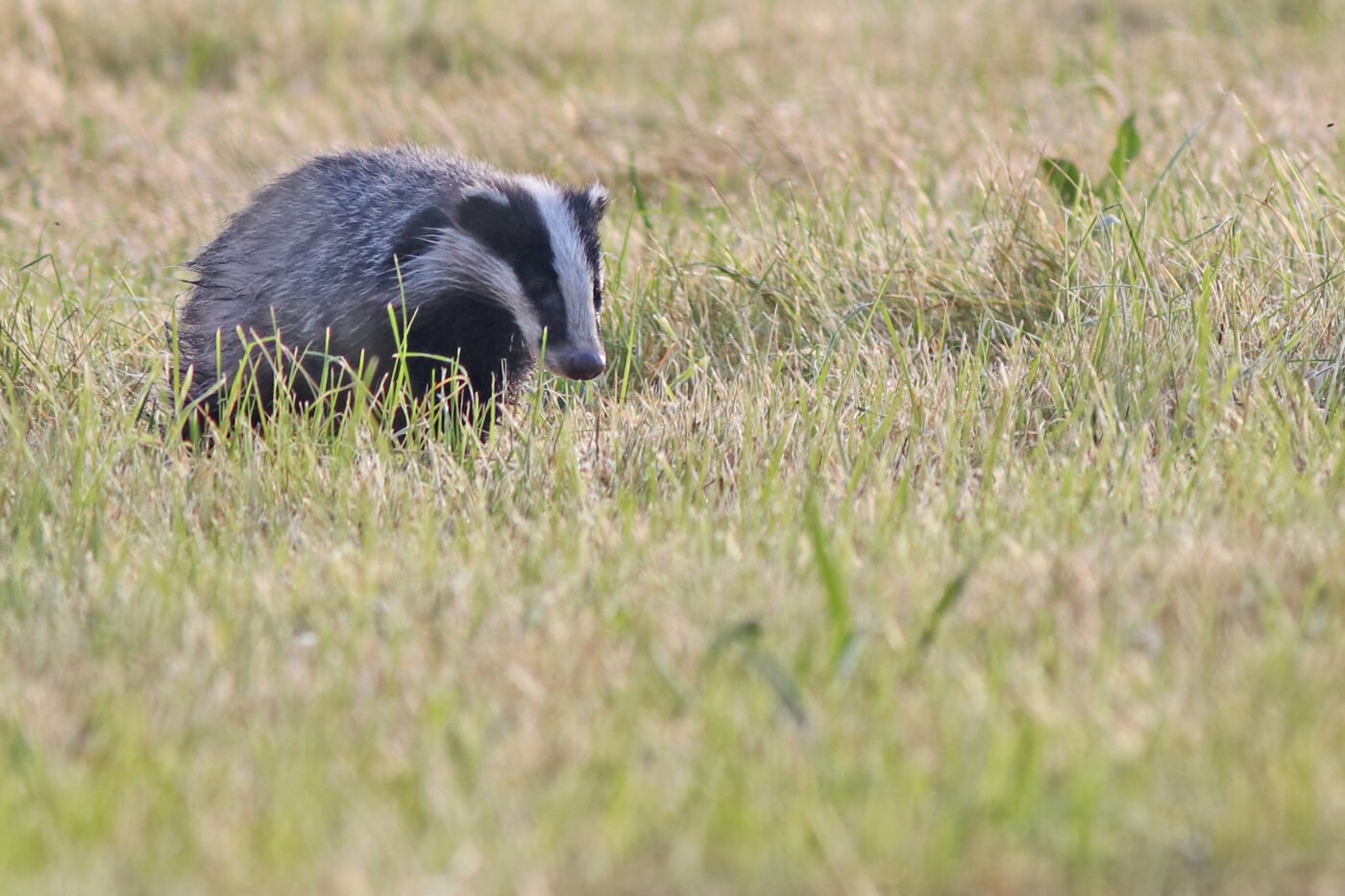 faune — HERVE AUREGAN