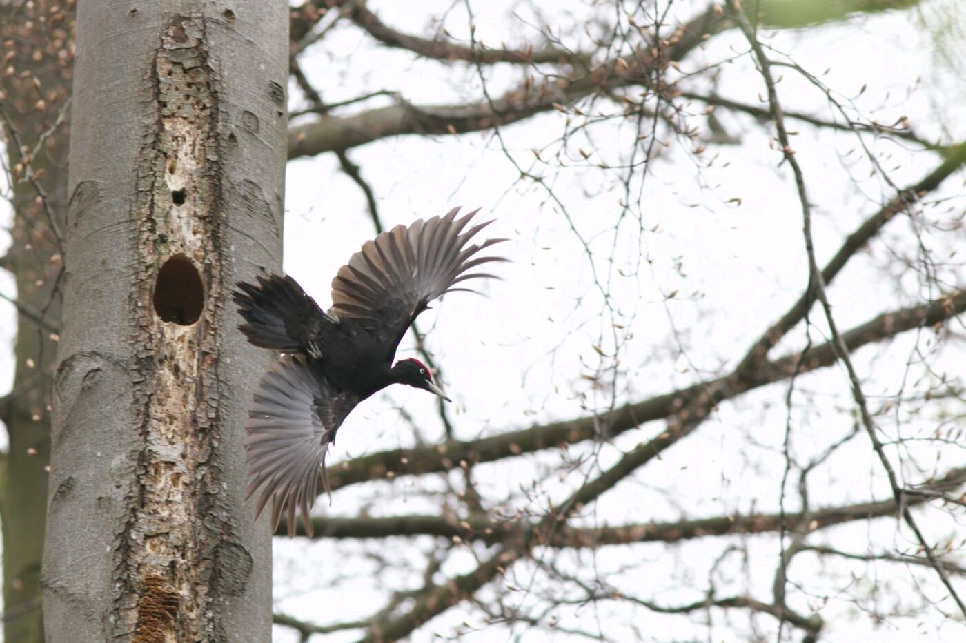 faune — HERVE AUREGAN