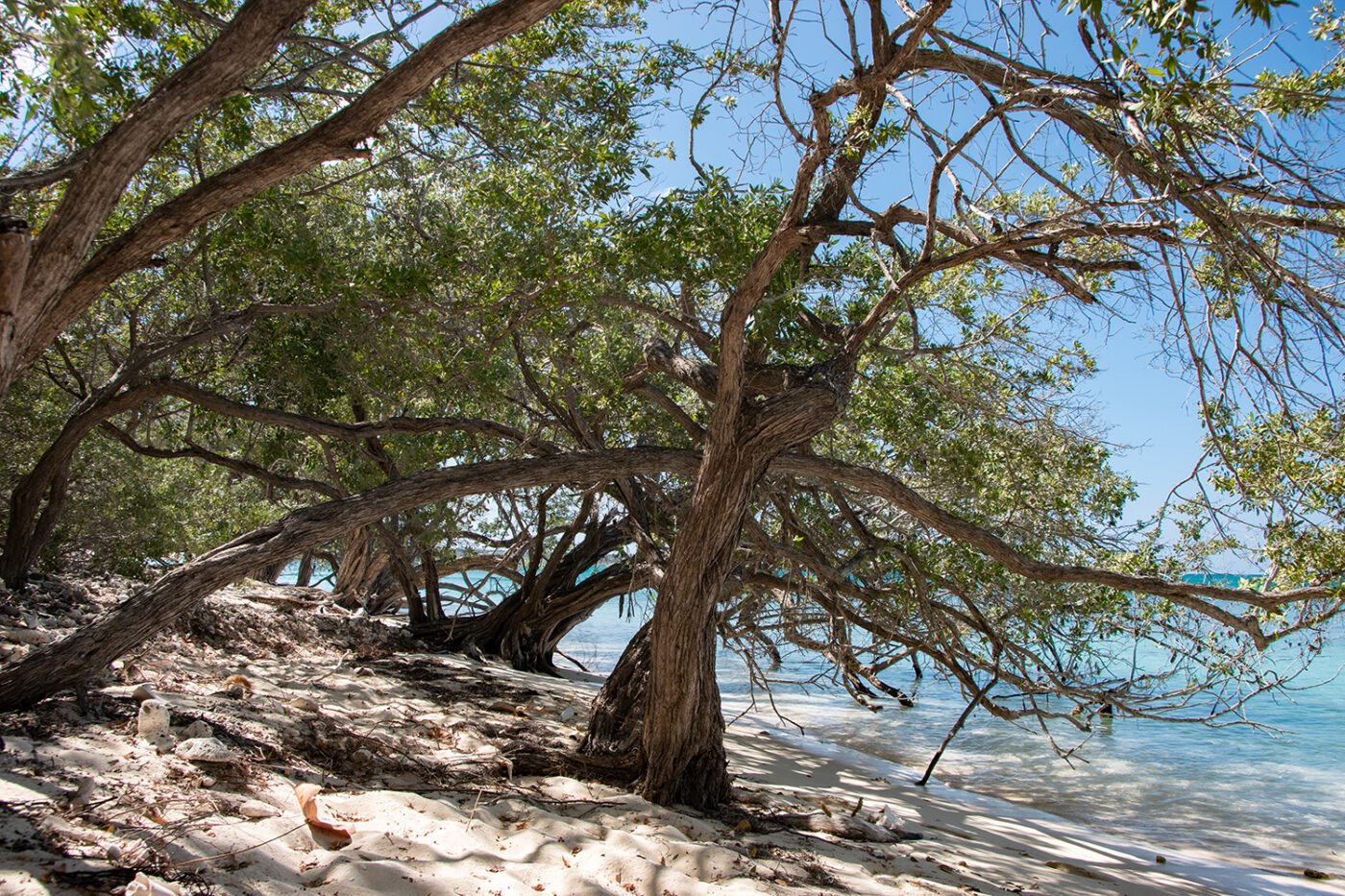 Sur une plage de Cabo Rojo — Bruno PARMENTIER