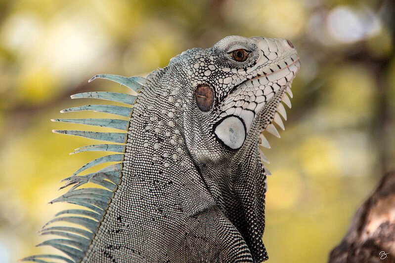 La pose de l'iguane — Bruno PARMENTIER