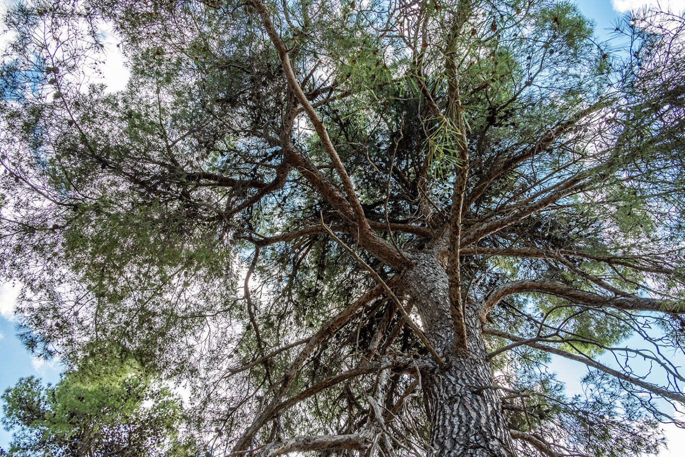 Un arbre à Epidavros — Bruno PARMENTIER