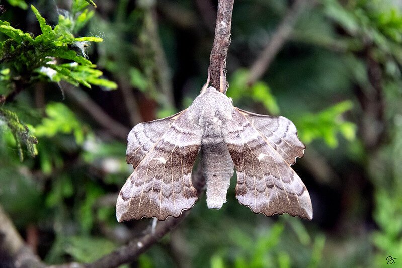 Laothoe populi L. Le Sphinx du Peuplier — Bruno PARMENTIER