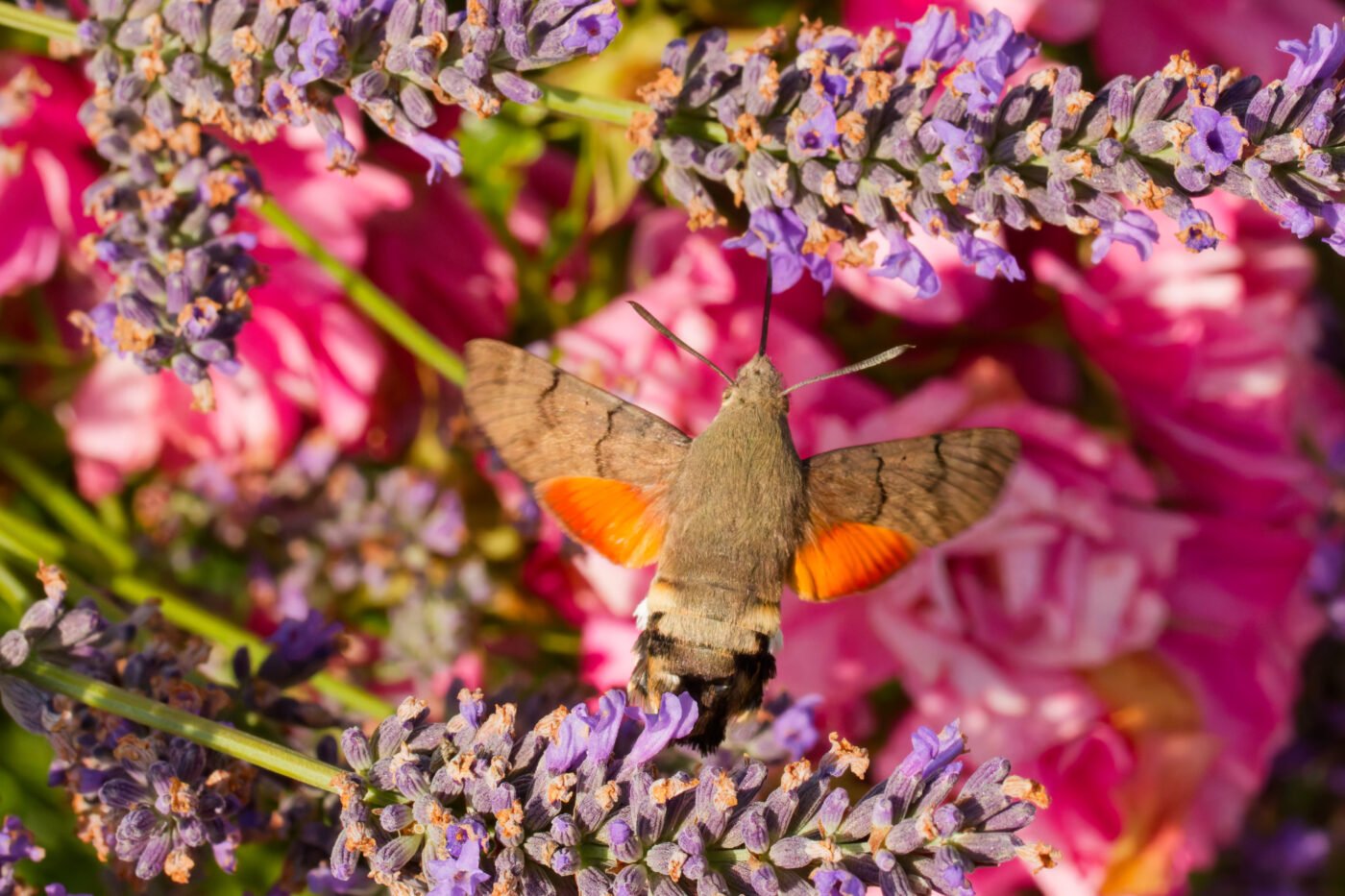 Moro Sphinx — François CALTOT