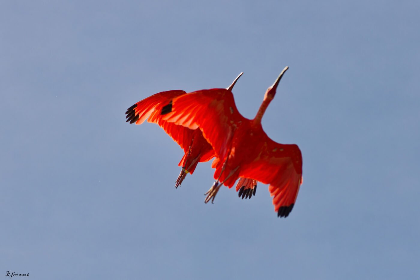 Patrouille Ibis rouge — François CALTOT