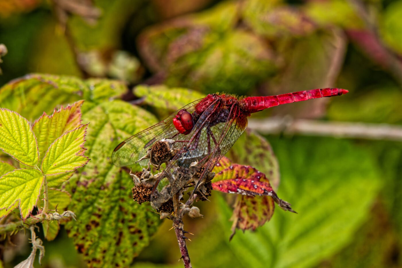 Crocothemis érytraea — François CALTOT
